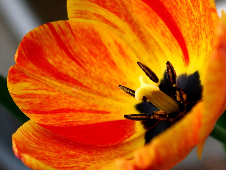 plamenem, barevné, Tulipán, květ