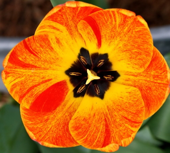 flame colored tulip, flower, large petals, nectar