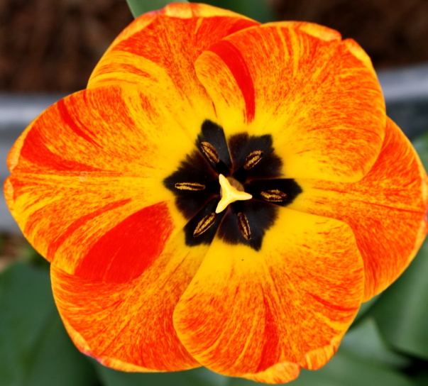 plameň farebné tulip flower, veľké plátky, nektár