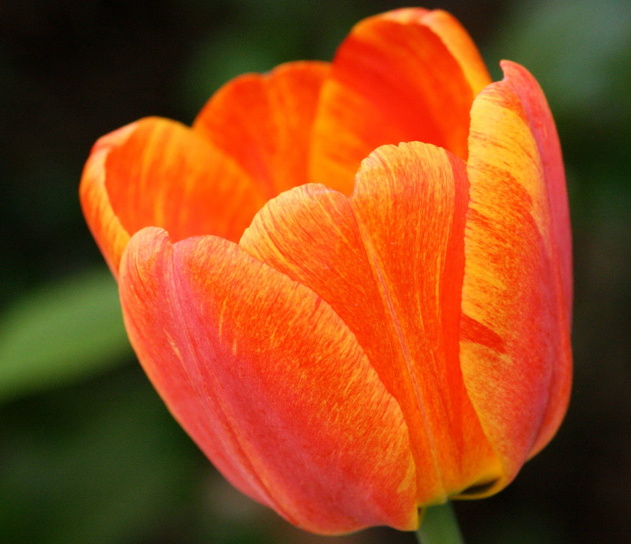 tulipe panachée, fleur, coloré