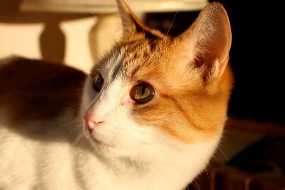 orange colored cat, white kitty, close