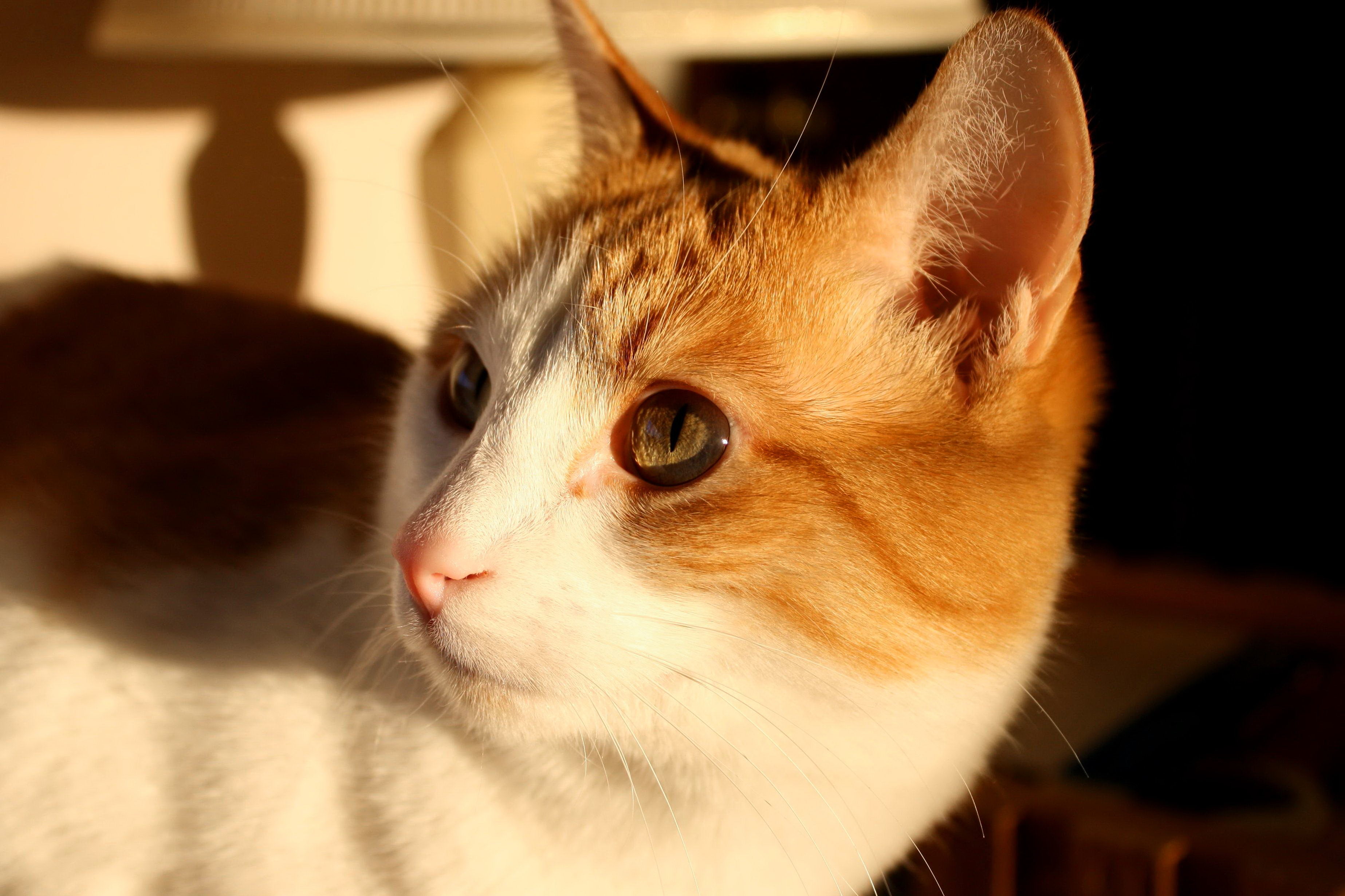 billede: orange farvet kat, kitty, Luk