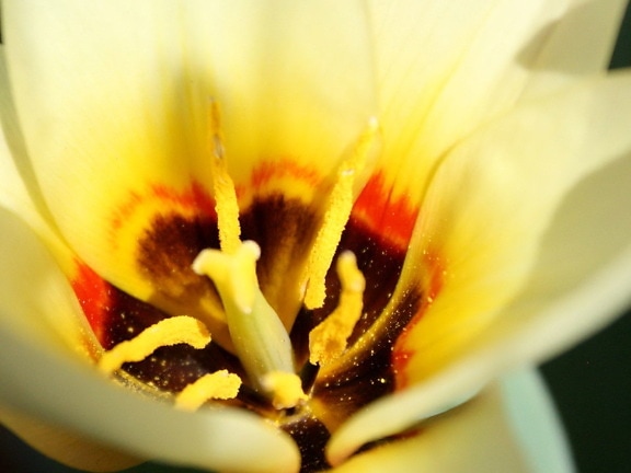 serbuk sari, di dalam, kuning, tulip, putik
