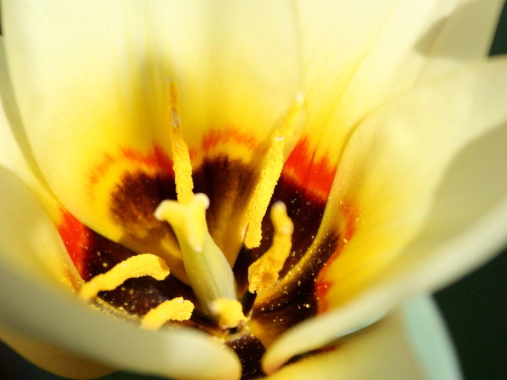 el polen, en el interior, amarillo, tulipán, pistilo