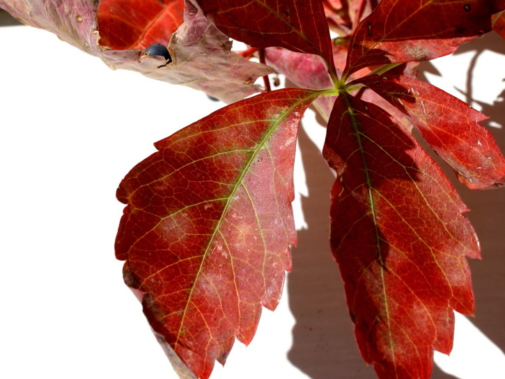 червено, пълзящо растение растение, листа