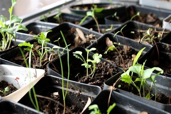 effetto serra, le piante, germinazione delle piante, vasi di plastica