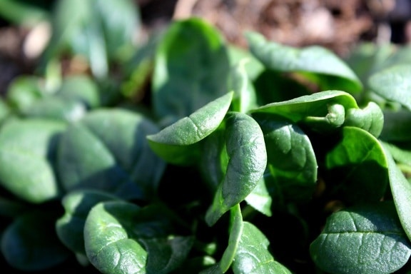 spinach, green leaves, vegetation, garden