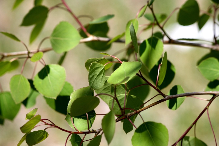 フリー写真画像 春の時間 ポプラの木 緑の葉 植物