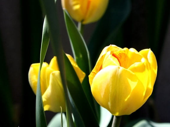 three, yellow, tulip garden