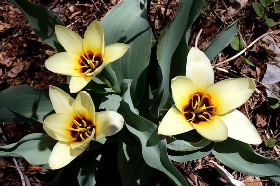 lily, tulip kuning, bunga