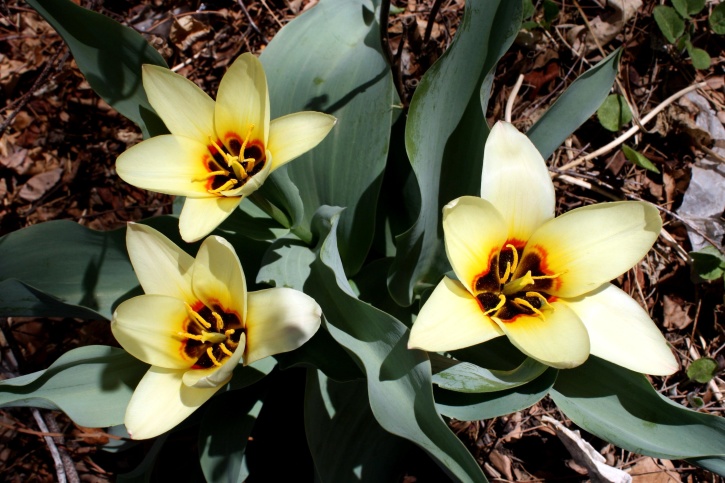 żółty, lilia, Tulipan, kwiat