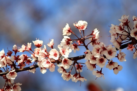 白色的花朵, 树枝, 春天的时间, 花朵