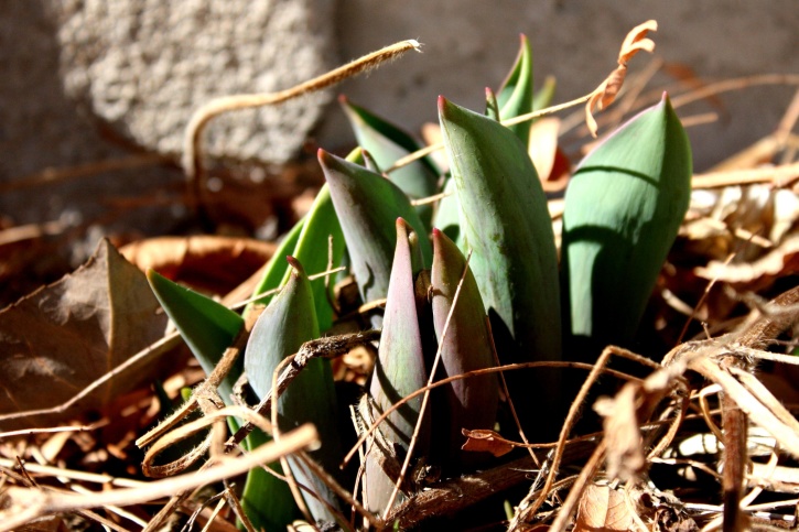 tulipani, germinazione, a terra, la primavera
