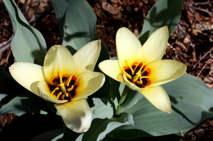 waterlily, Hoa tulip, Hoa, vườn hoa, nhụy hoa