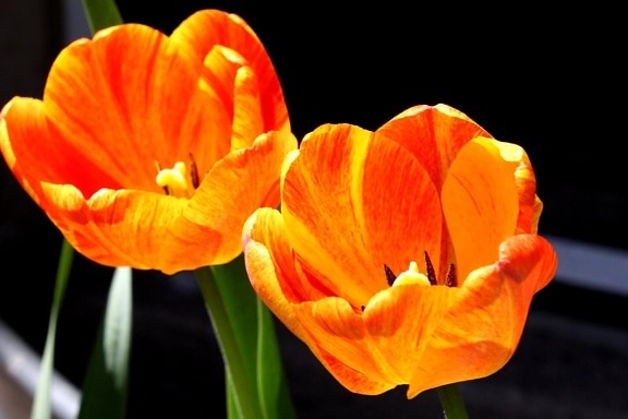 orange colored tulips, petals, pistil, nectar, pollen