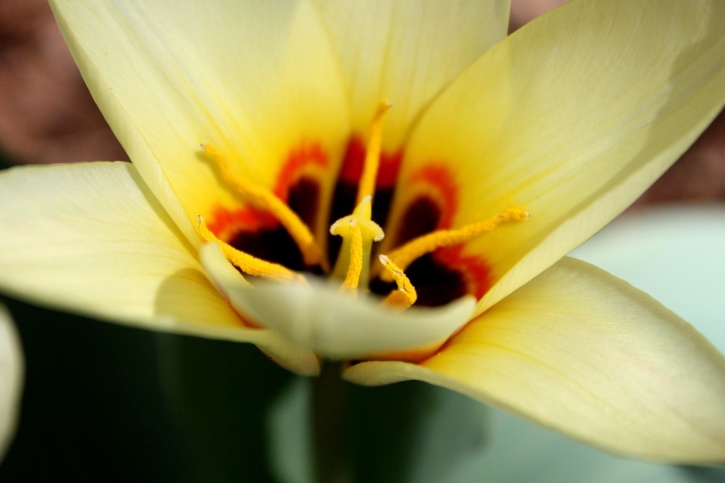 jaune, nénuphar, tulipe, pistil, pétales, pollen