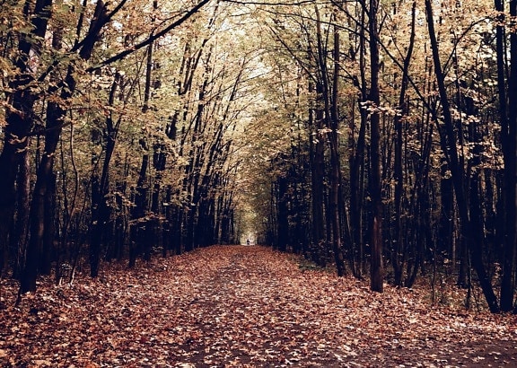 горски път, дървета, есен