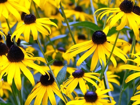 ดอกไม้ สีเหลือง พืช ฟลอรา ธรรมชาติ