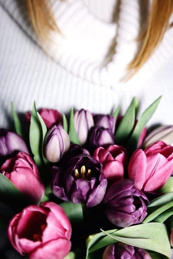 tulipán, ramo, amor, pétalos, romántico, hermoso, floración