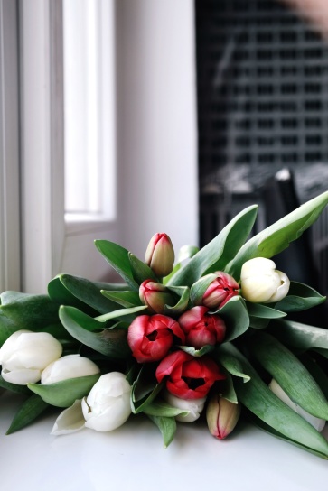 Zátiší, tulipány, okno, kvetoucí, kytice