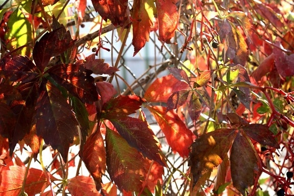 automne, feuilles rouges, plante grimpante, feuilles de vigne