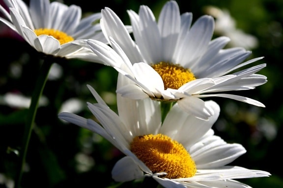 white daisies, nectar