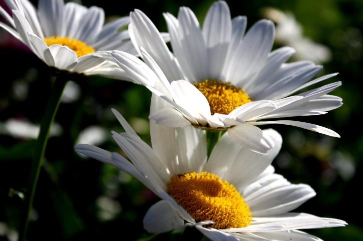 putih bunga Aster, nektar