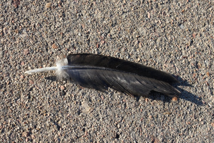 feather, cement, sidewalk