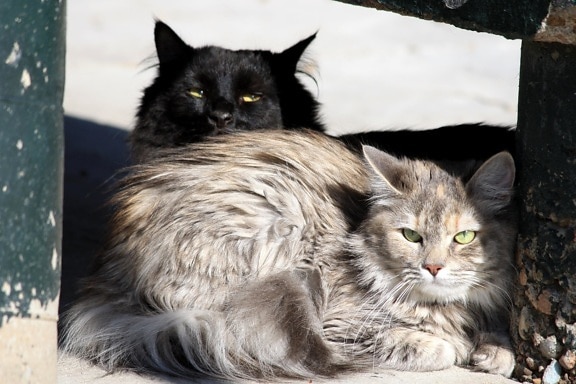 långhåriga katter, inhemska kattungar
