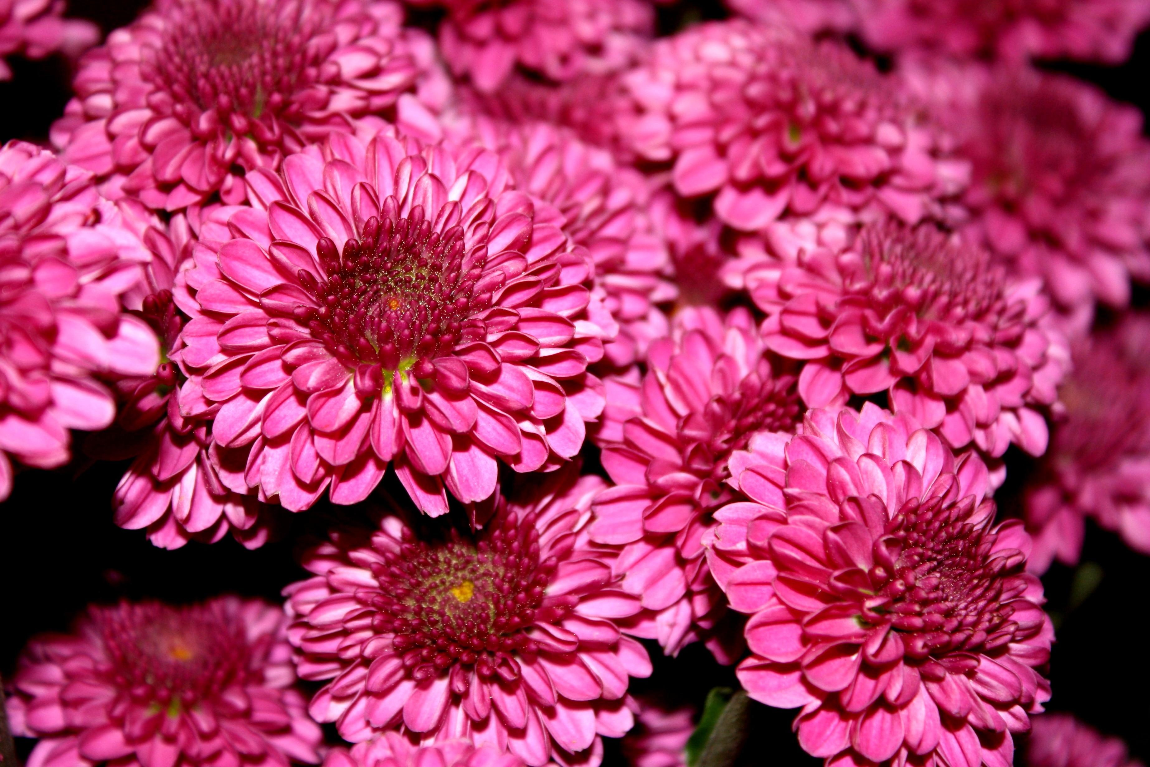 Бесплатное изображение: хризантемы, пурпурного цвета, цветок