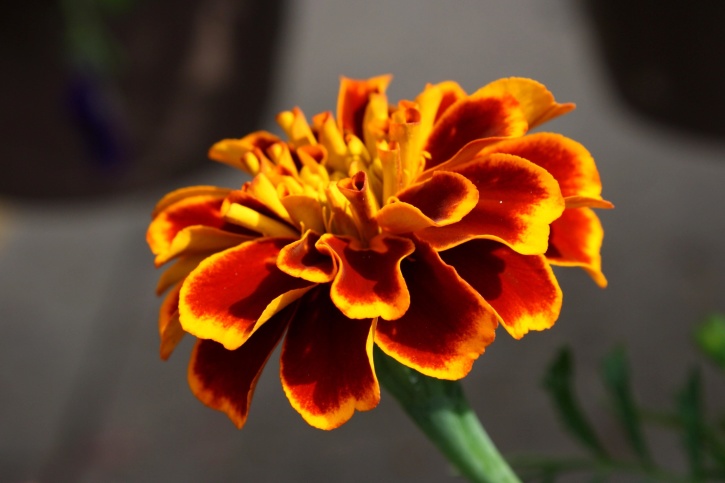 Marigold blomster