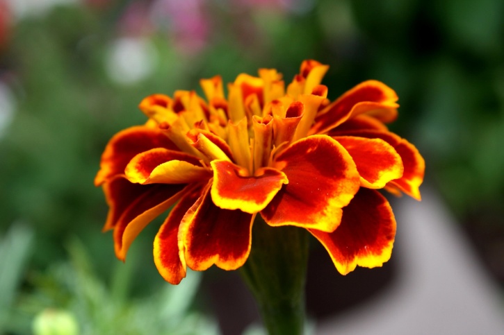 Marigold kukka, lähellä