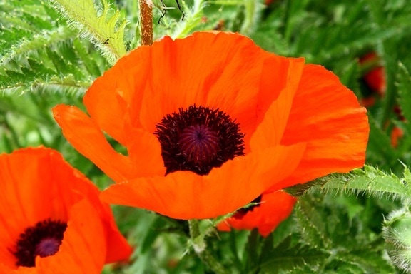 orange colored petals, poppy flower