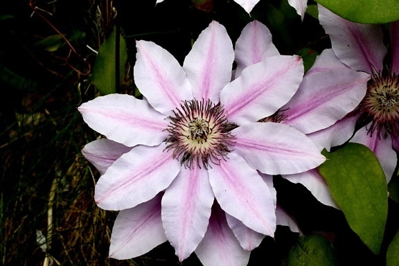бледно-розовый цвет, цветок ломоноса