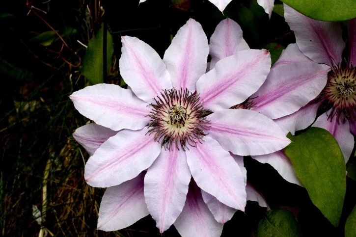 창백한 핑크 색상, 클레 마티스 꽃