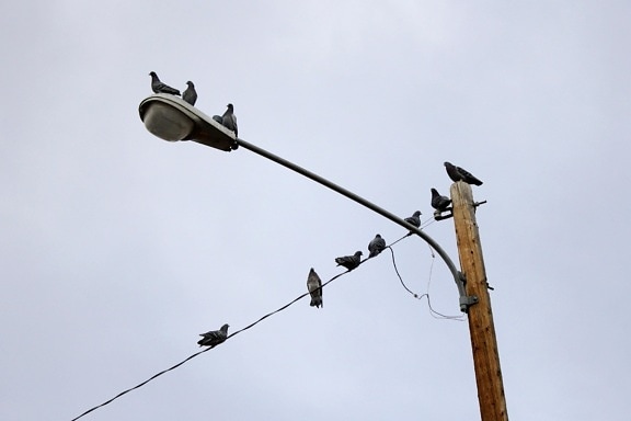 pigeons perched, street lamp, electricity