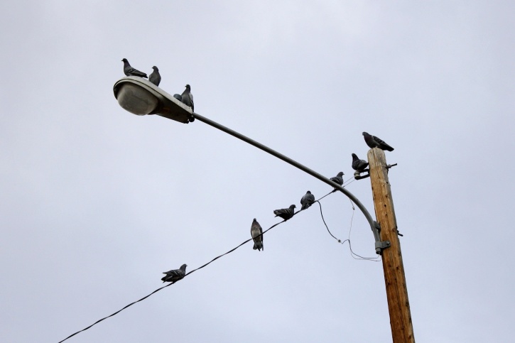 golubovi smještenim, ulica svjetiljka, struja