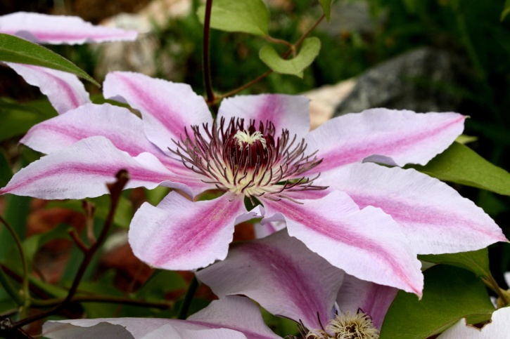 pink, clematis, flower, moser plant