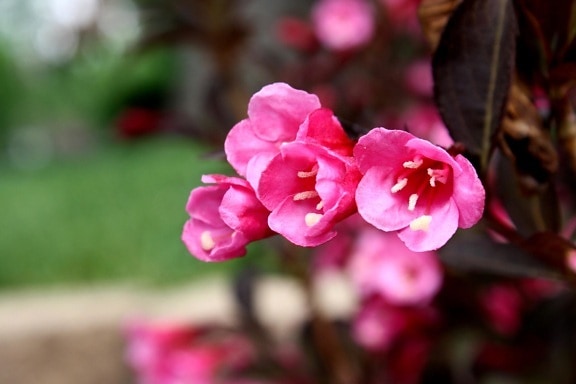 ピンクの花、タニウツギ、野生のバラ、ブッシュ