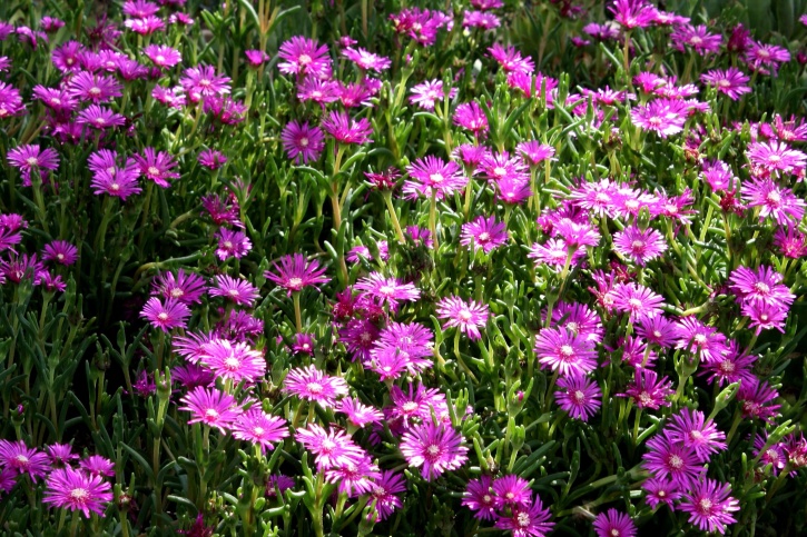 pink flowers, field flowers
