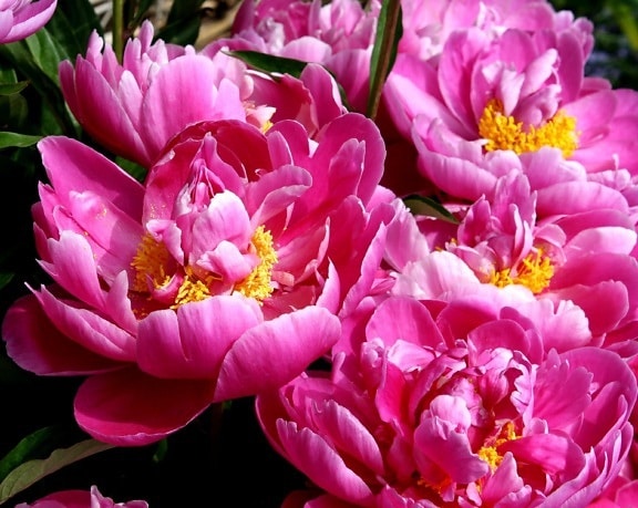 Pünkösdi rózsa virág, bibe, tavasz