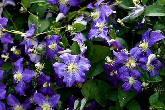 Violet petalele, florile de clematis