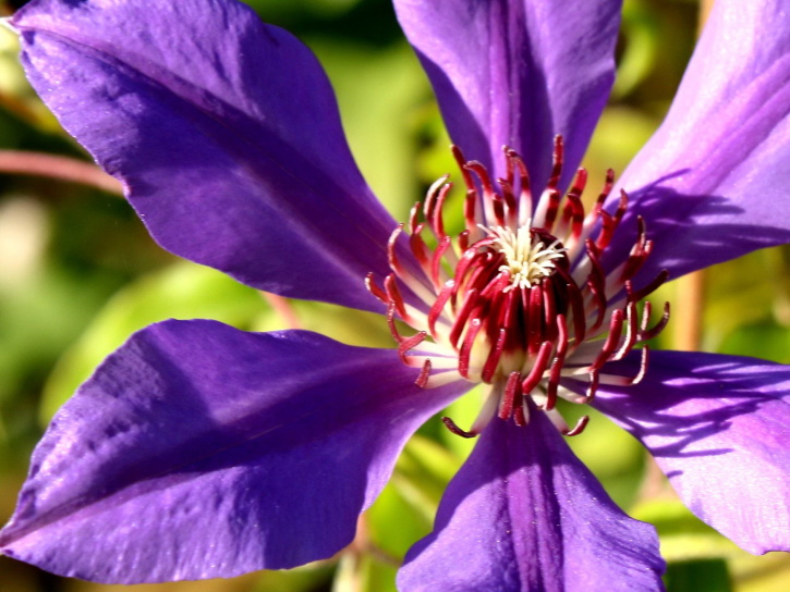 лилаво, клематис цвете, макро фотография