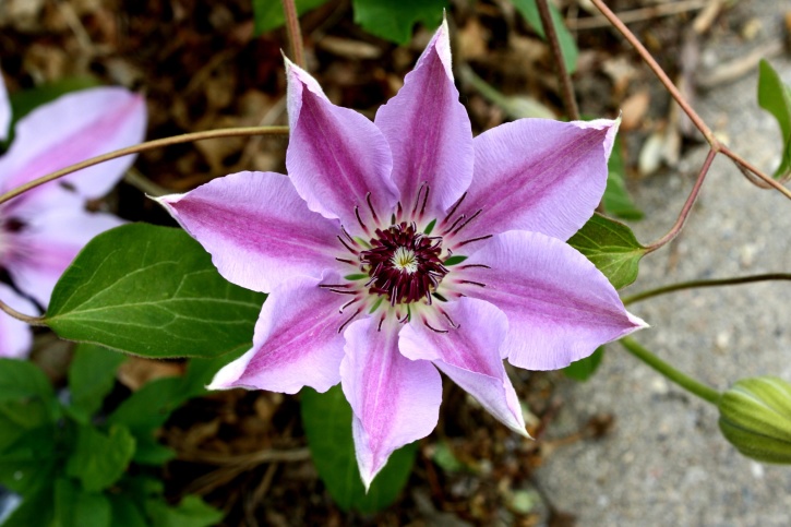 紫の花びら、クレマチスの花