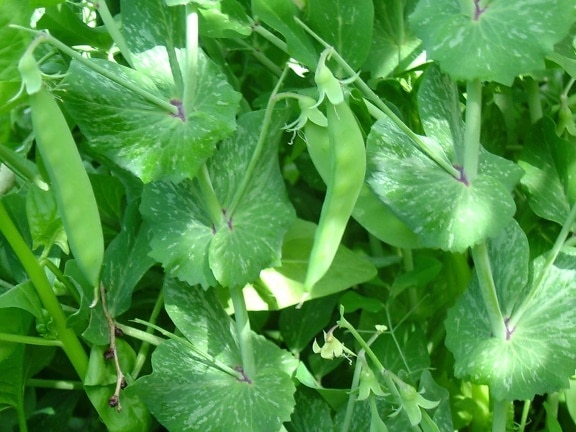 green peas vine