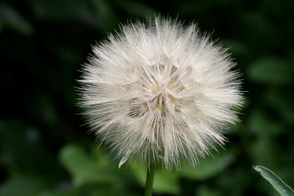 Thistle, semente, puff, flor