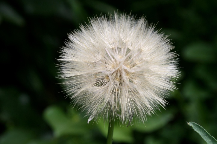 thistle, seed, puff, flower