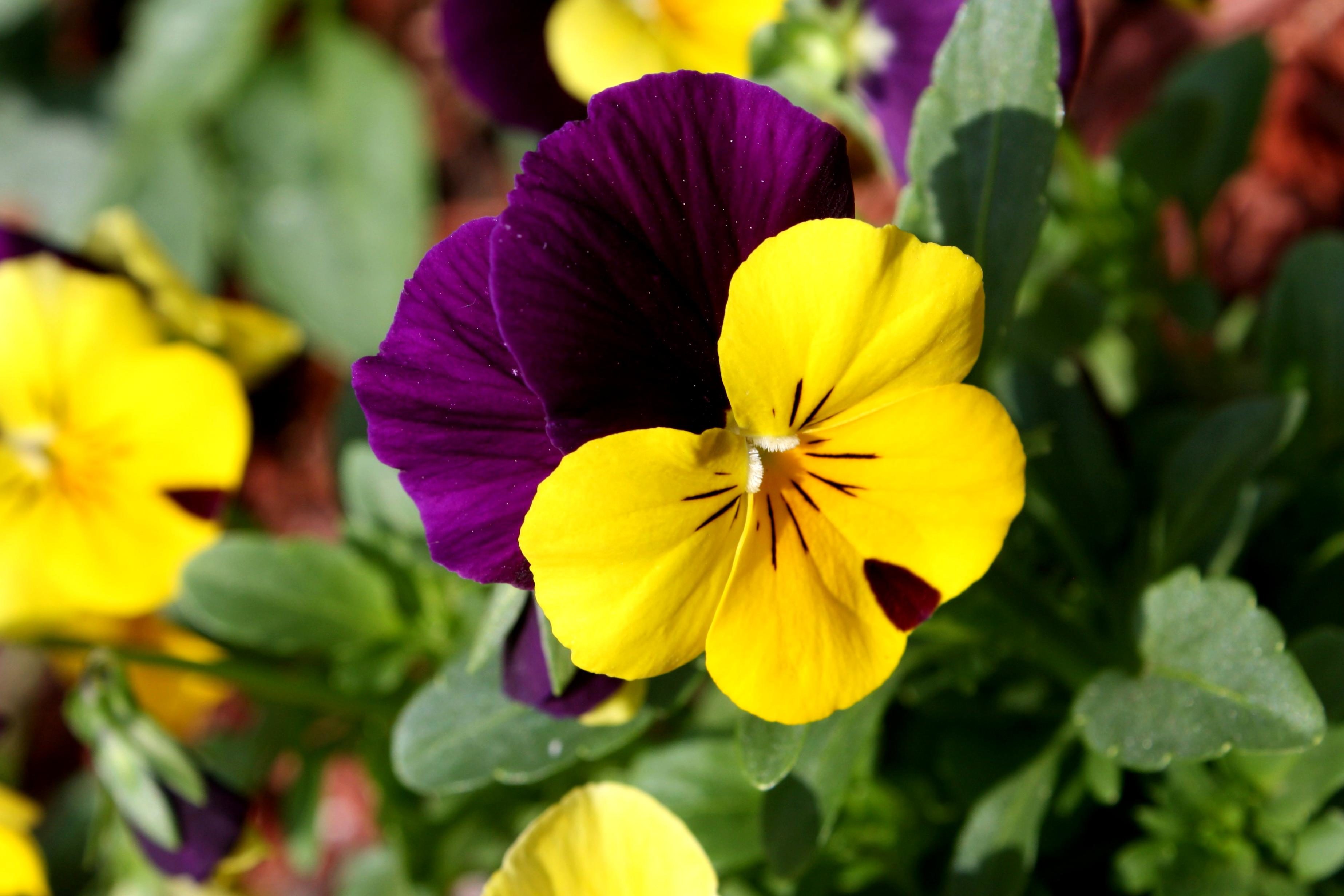 Imagen gratis: tricolor, flores coloridas, jardín de flores, cerca