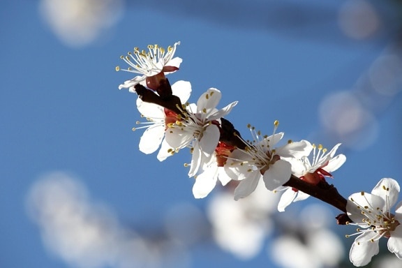 aprikoosi puu, kukkii, valkoiset terälehdet, orchard