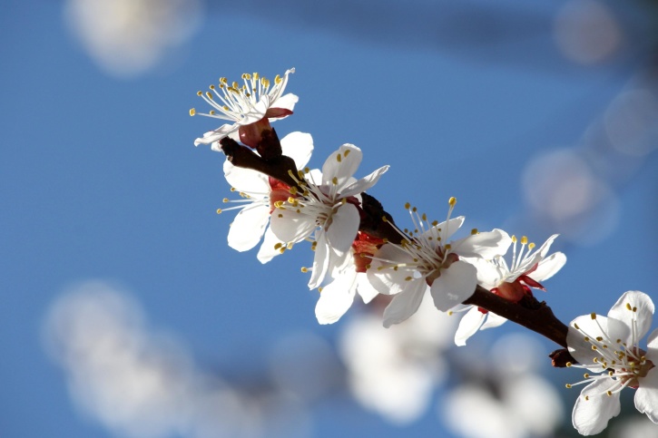aprikosträd, blommor, vita kronblad, orchard